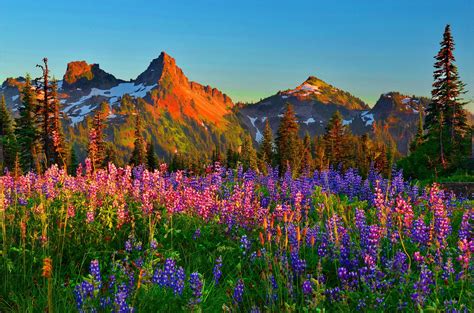 Fields Of Wildflowers Wallpaper Wallpapersafari