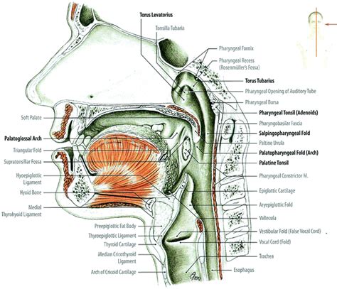 Respiratory And Digestive System Pharynx Larynx And Xerostomia