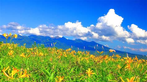 4k Japan 絶景 癒し 自然映像 夏の霧ヶ峰高原 ニッコウキスゲと八ヶ岳 Summer Of Kirigamine Plateau Day Lily And Yatsugatake
