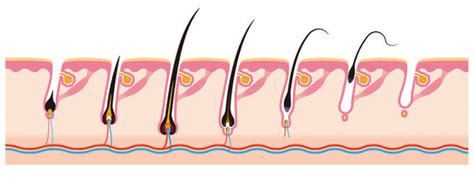 The Anatomy Of A Hair Follicle Limmer Hair Transplant Center