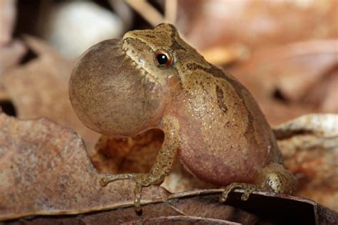 Critter Of The Month Spring Peeper Star Journal