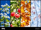Collage aus vier Bilder für jede Jahreszeit: Frühling, Sommer, Herbst ...
