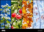 Collage aus vier Bilder für jede Jahreszeit: Frühling, Sommer, Herbst ...