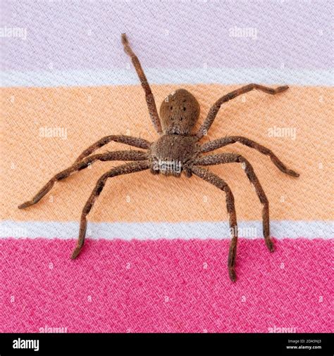 A Large Brown Arachnid Commonly Known As A Huntsman Spider With A