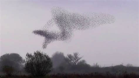 A Wildlife Spectacle Starling Murmuration Youtube