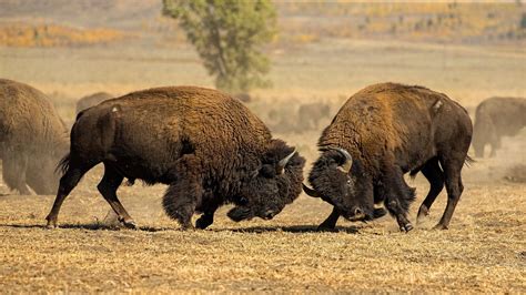 Animal American Bison Fight Wildlife 1080p Wallpaper Hdwallpaper