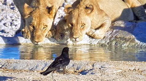 Löwen entertainment ist eine der ältesten und etabliertesten glücksspielmarken in deutschland. Diese Löwen haben einen Vogel… - Blog Matto Barfuss