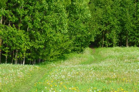 Free Images Tree Nature Path Pathway Field Lawn Meadow Flower