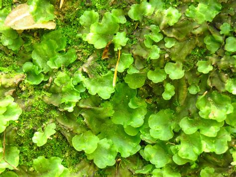Liverworts Treatment And Control Love The Garden