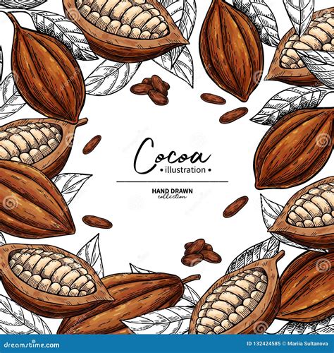 Cocoa Frame Vector Superfood Drawing Template Fruit Leaf And Bean