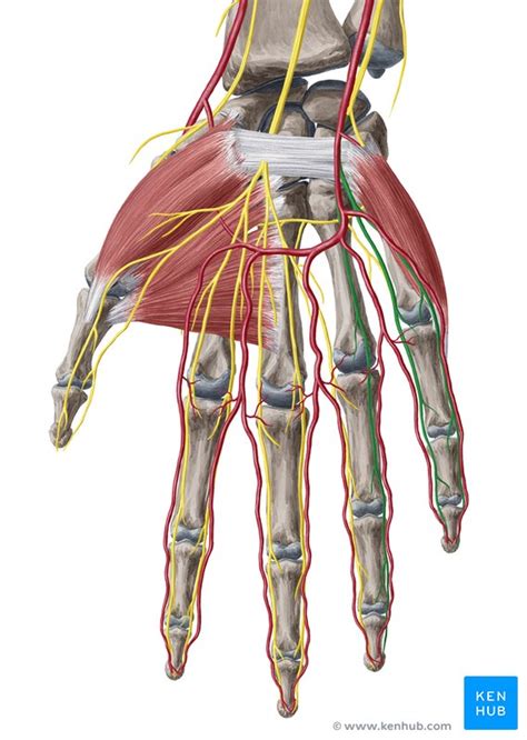 Ulna Nerve Anatomy