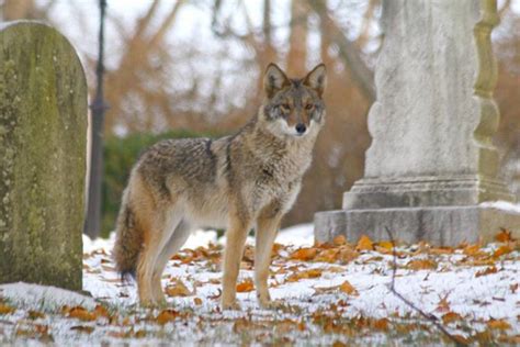 Valley News Researchers Observe As Eastern Coyotes Become More Like