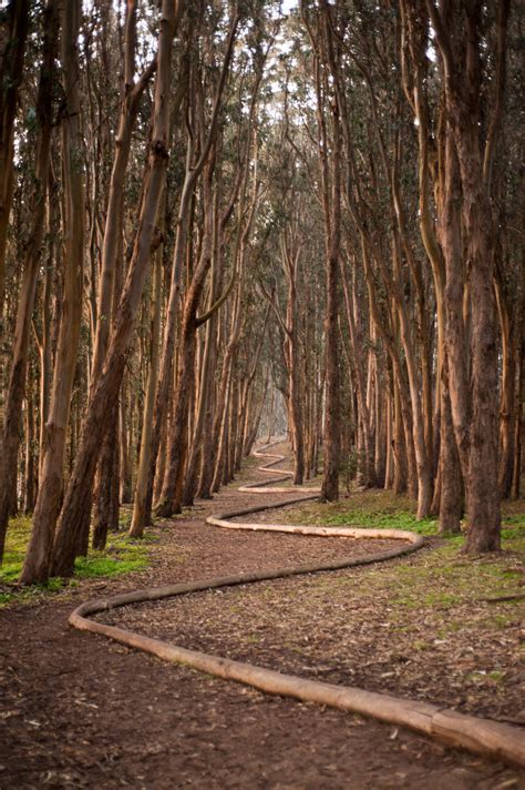 Andy Goldsworthy Wood Line Jumosc