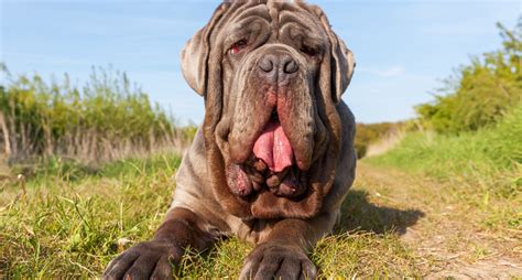 An anxious dog can be very destructive. Mastiff Dog Breed Profile: Personality, History, Care of 4 ...