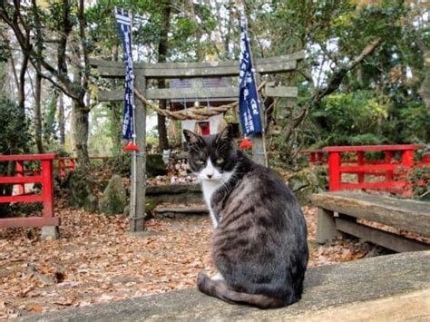 Tashirojima A Guide To Visiting Japans Most Famous Cat Island Japan