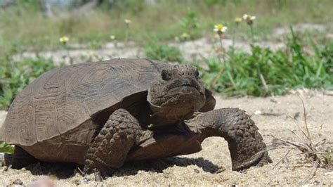 Video Gopher Tortoises In Florida Are Protected Under State Law