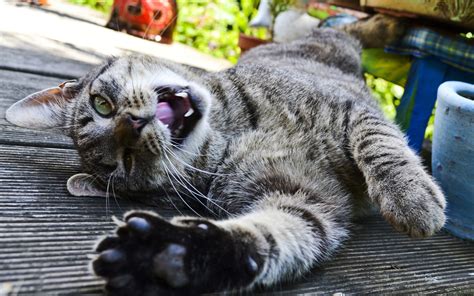 Brown Tabby Cat On Wooden Floor Hd Wallpaper Wallpaper Flare