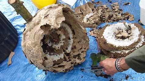 Karakteristieke gele en zwarte dwarstekening op achterlijf. The Asian hornet nest which wouldn't lay down and die ...