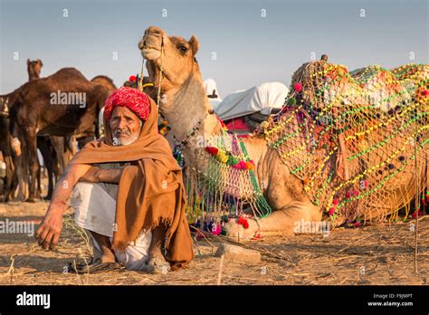 Portrait Of A Senior Rajasthani Resting In Front Of His Camels Pushkar