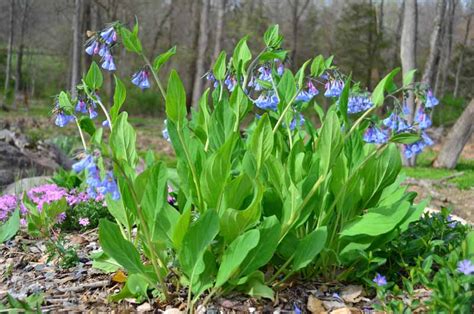How To Plant And Grow Virginia Bluebells Gardeners Path