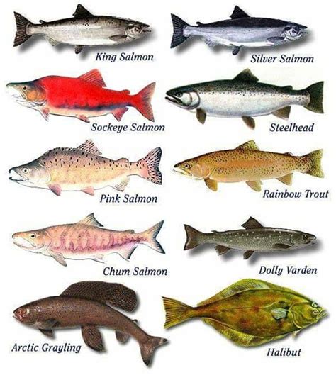 Animals In English Illustrated With Pictures Salmon Species Salmon