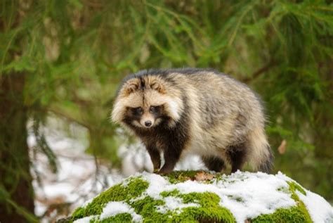 Crazy Facts About Raccoon Dogs Facty