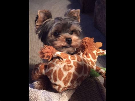 Tibetan terrier puppies akc registered. Stephanie Barnes in Clarksville, TN on American Kennel ...