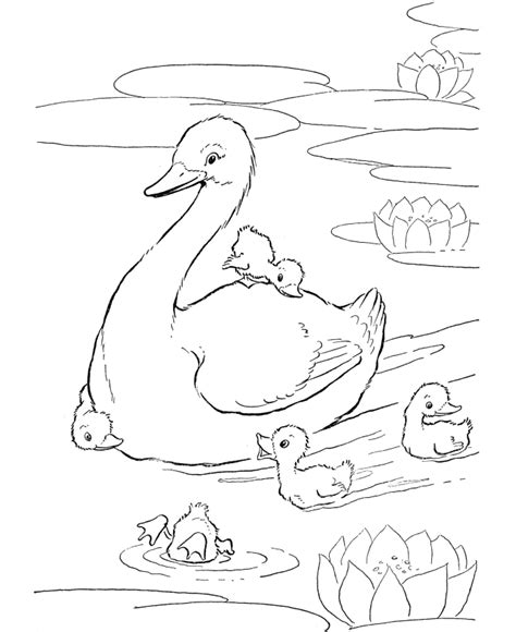 Free Printable Duck Coloring Pages For Kids