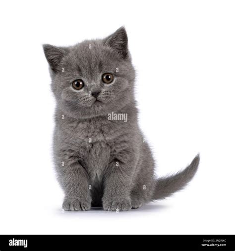 Cute Grey British Shorthair Cat Kitten Sitting Up Facing Front Looking Straight To Camera