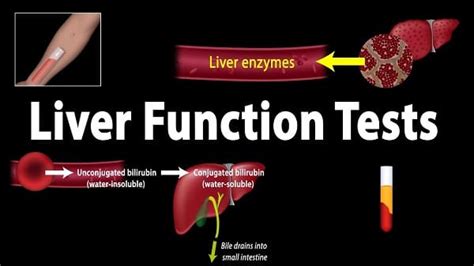 Liver Functioning Test Preparation And Procedure Indias Stuffs