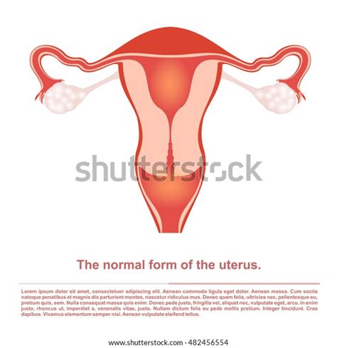Illustration Female Reproductive Organ Uterus Stock Vector Royalty