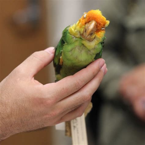 Carolina Parakeet Project Noah