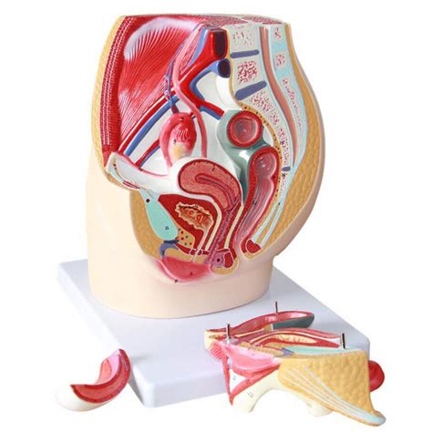 Buy Xiezi Pelvic Model Medicine Female Genitourinary System Model