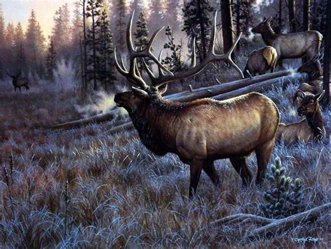 Wildlife Artist Cynthie Fisher Bull Elk Picture A Worthy Opponent Elk