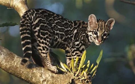 50 Margay Facts