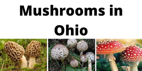 A Comprehensive List Of Common Wild Mushrooms In Ohio