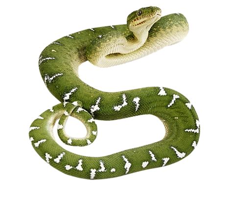 Snake Snake Scaled Reptile Reptile Clipart - Snake Clipart Animals Clip art