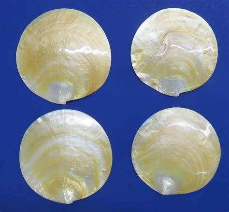 Wholesale Mother Of Pearl Gold Lip Shells Mop Plates 3 12 To 3 78