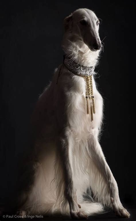 Pin By Karen Coulter On ♈︎ ᎿᎻᎬ ᎷᎯᏁᏕᎨᎾᏁ ♈︎ Borzoi Dog Beautiful Dogs