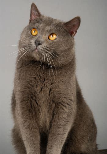 10 Chartreux Cat Personality Facts Characteristics Care