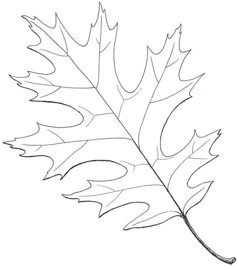 Red Oak Leaf Red Oak Leaf Leaf Drawing Floral Stencil