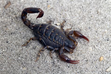 David Paul Mv Pregnant Scorpion Photograph Museum Victori Flickr