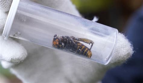 Another Murder Hornet Nest Found In Northwest Washington Washington Times