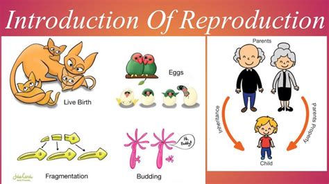 Introduction Of Reproduction Class 10 Biology Reproduction Definition