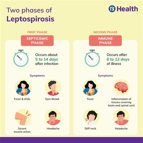 Leptospirosis Causes Symptoms Phase And Treatment