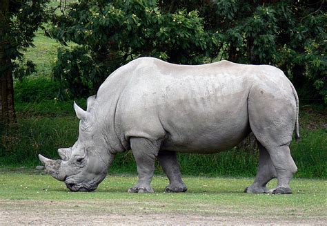 White Rhinoceros Ceratotherium Simum A Photo On Flickriver