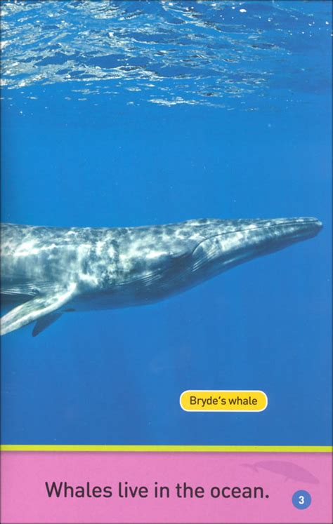 Whales National Geographic Readers Pre Reader National Geographic