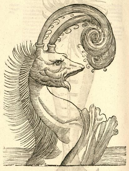 Illustration Of Pseudophyseter From Aldrovandis History Of