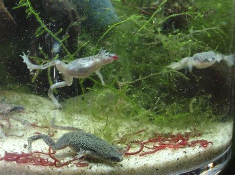 There are small differences between male african dwarf frogs and females. Best DIY African Dwarf Frog Tank Setup For 2020! - Spiffy ...