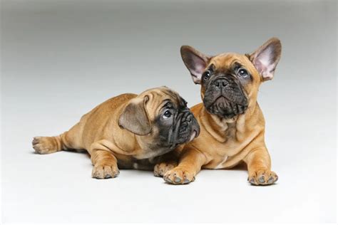 How Do French Bulldogs Ears Stand Up